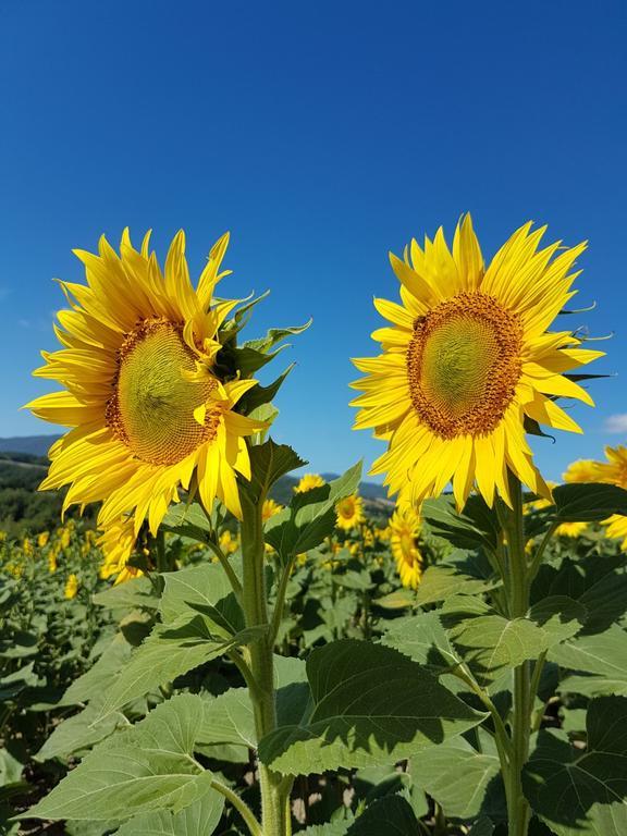 Agriturismo Il Catrino Ponteginori Buitenkant foto
