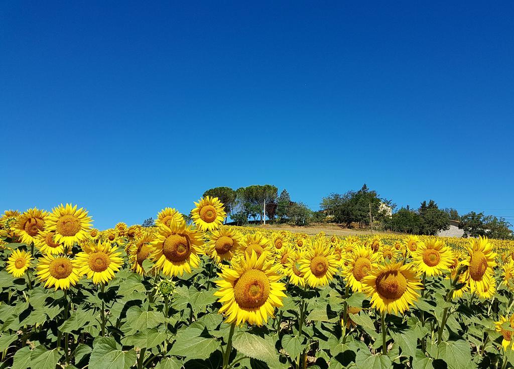 Agriturismo Il Catrino Ponteginori Buitenkant foto